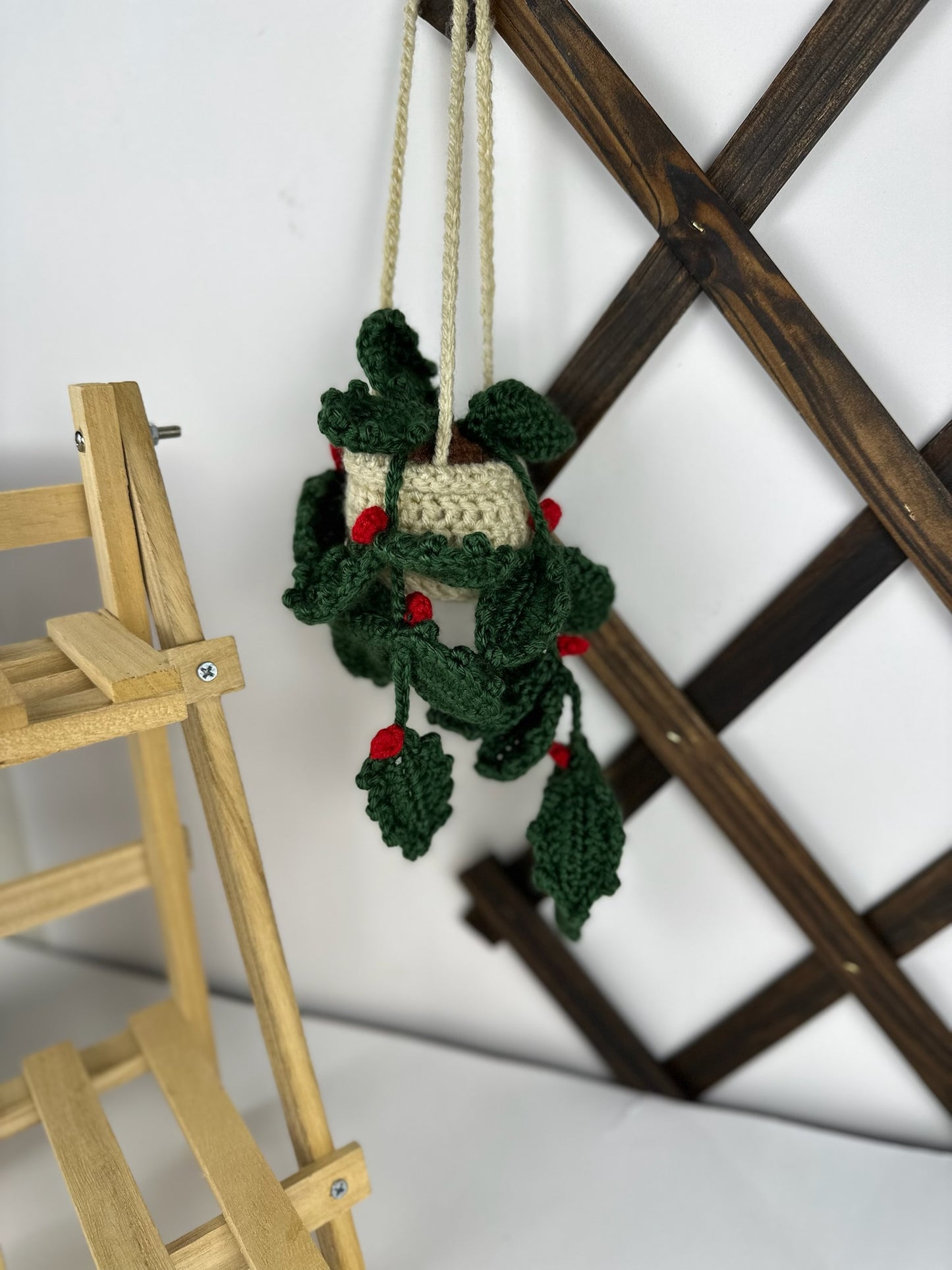 Holly Plant