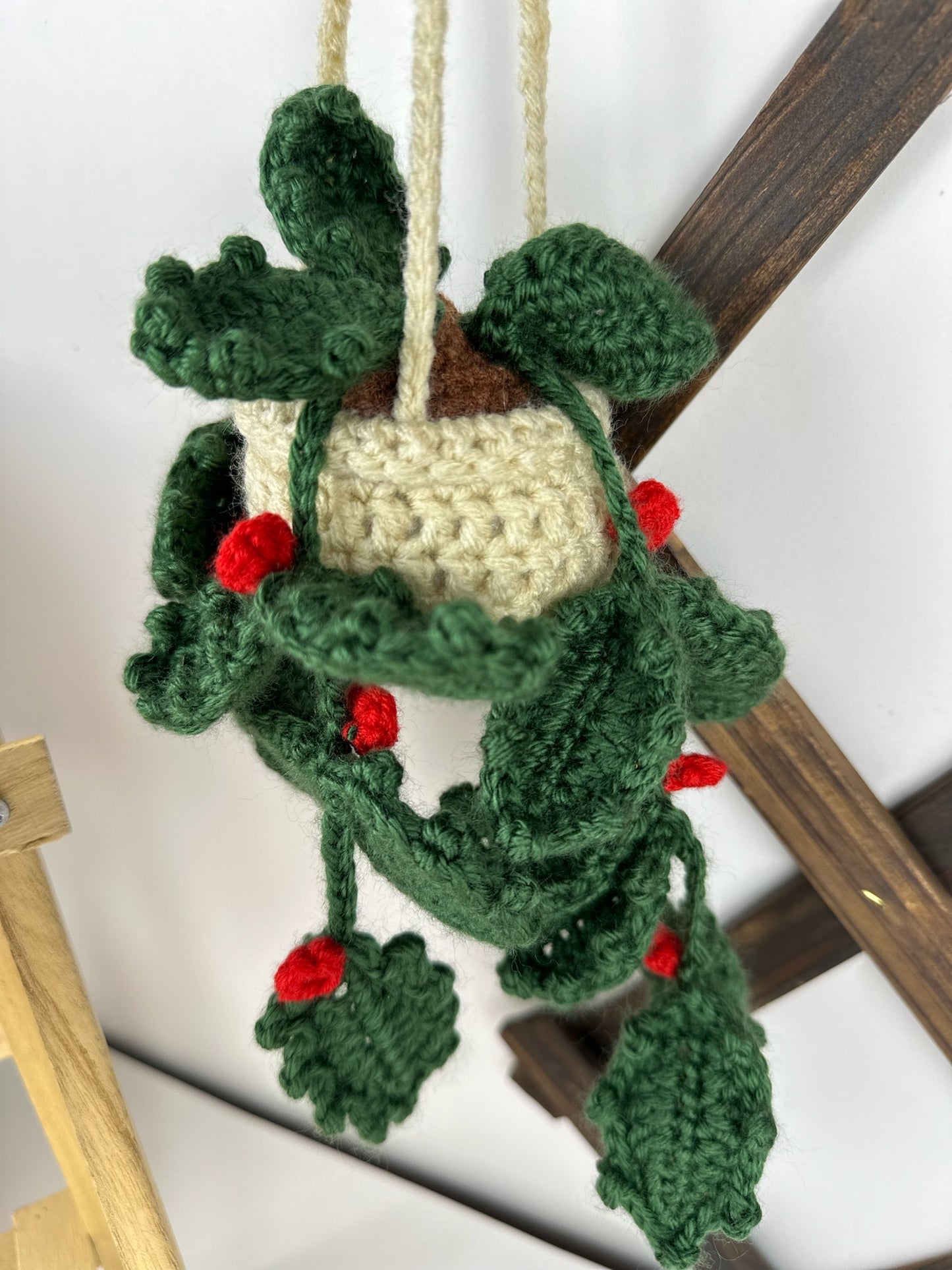 Holly Plant
