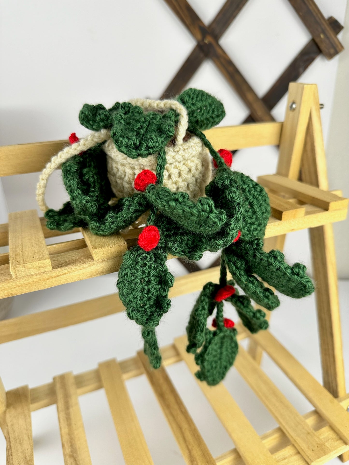 Holly Plant