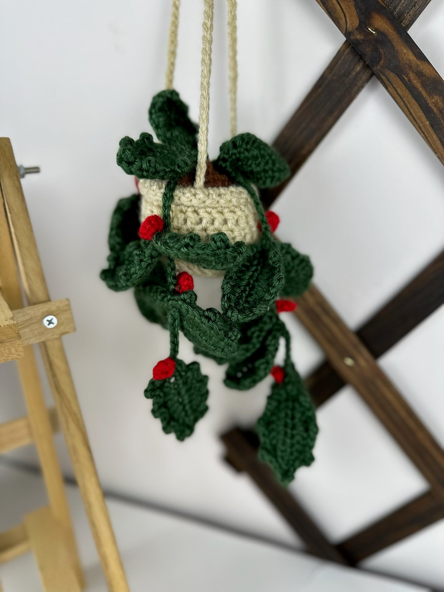 Holly Plant