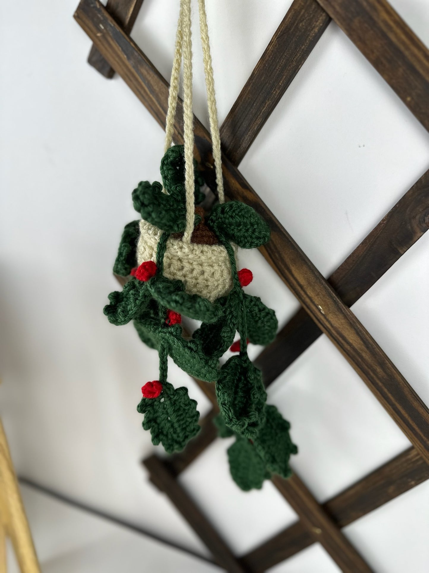 Holly Plant