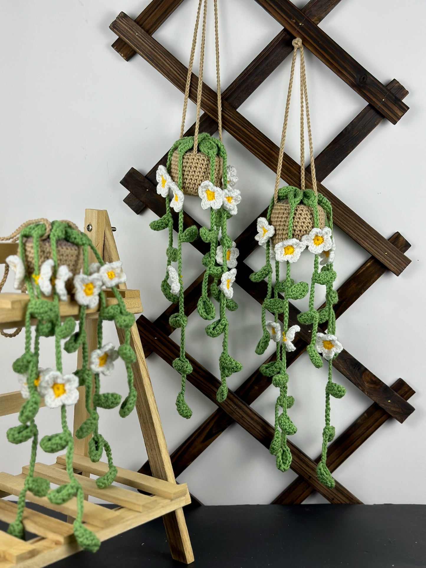 Plant with Daisy Flowers