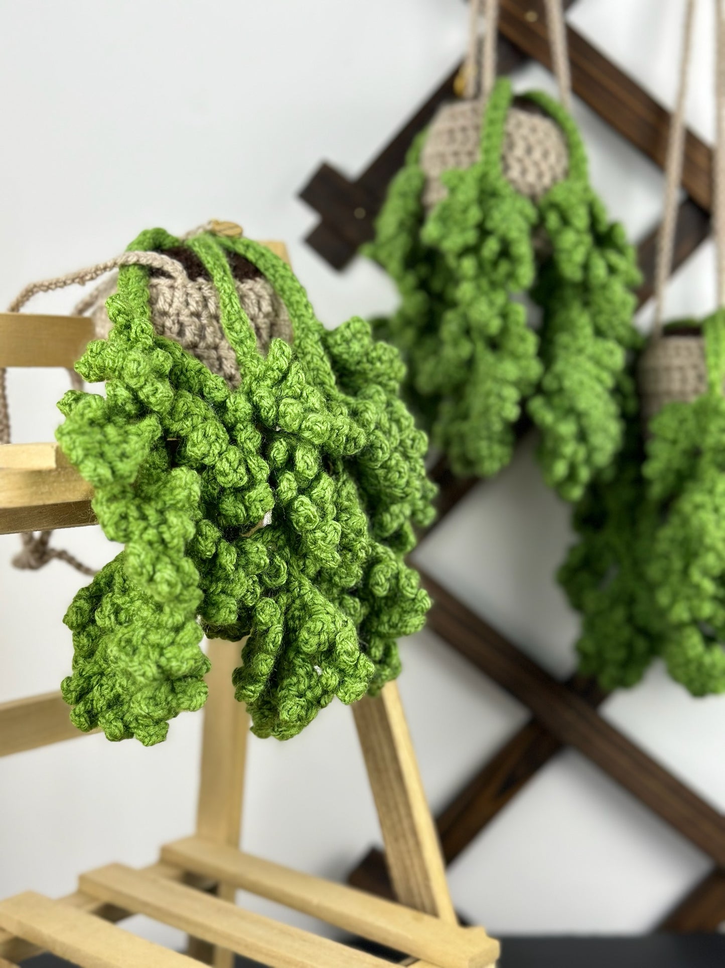 Fern Plant