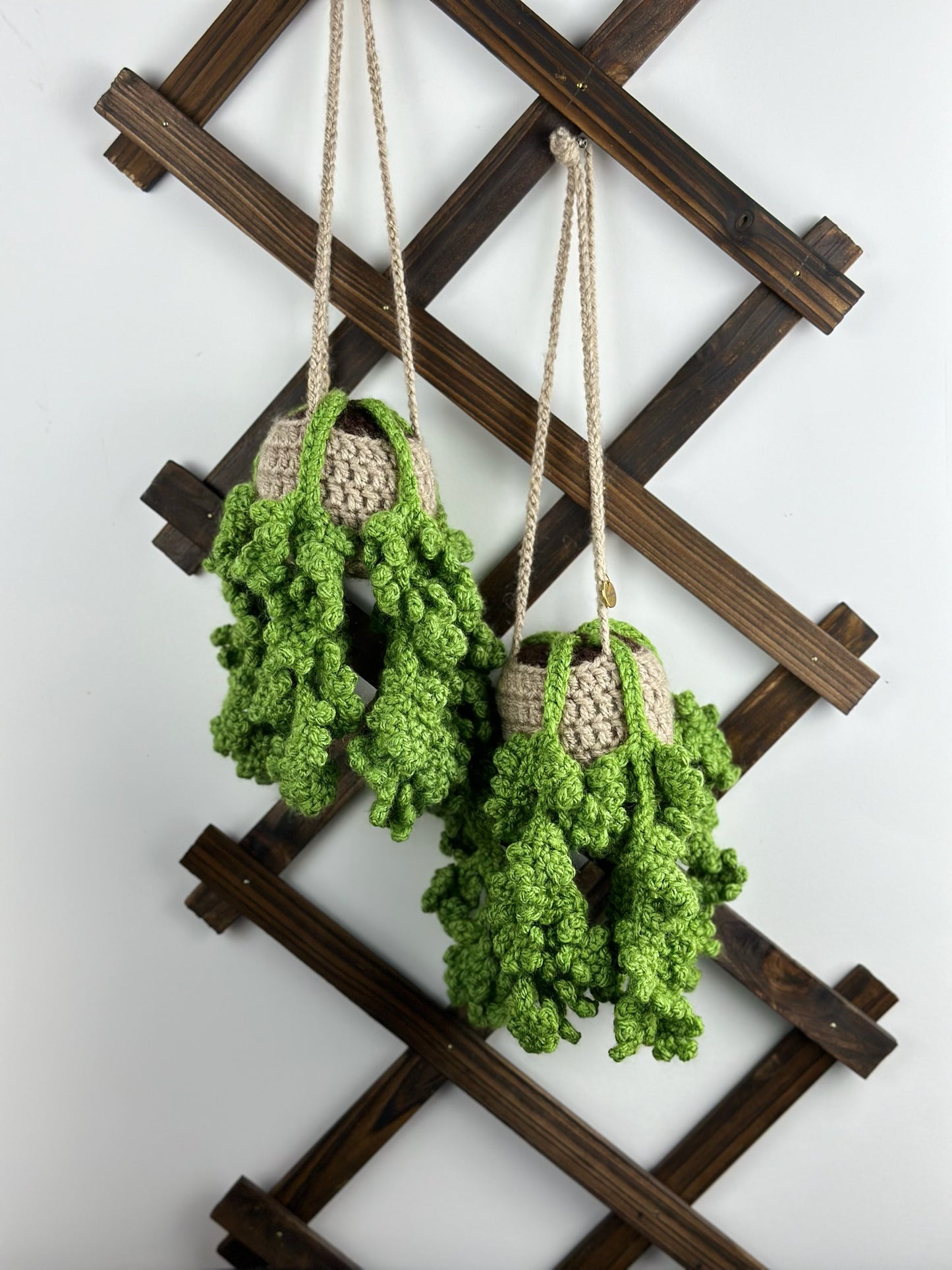 Fern Plant