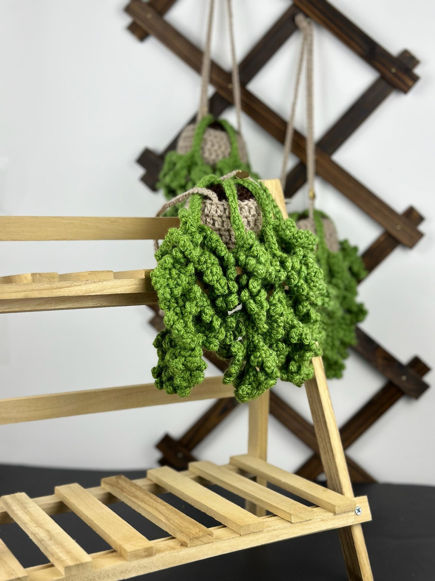 Fern Plant