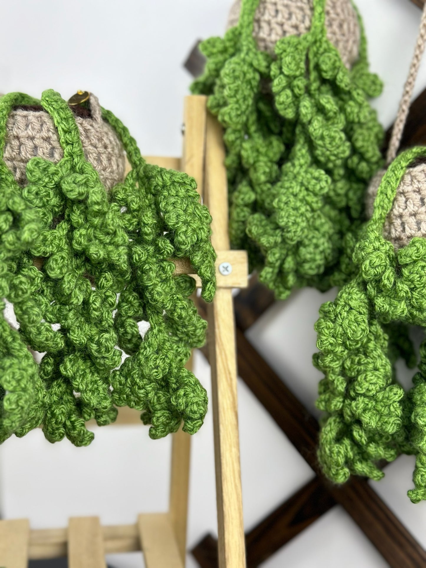Fern Plant