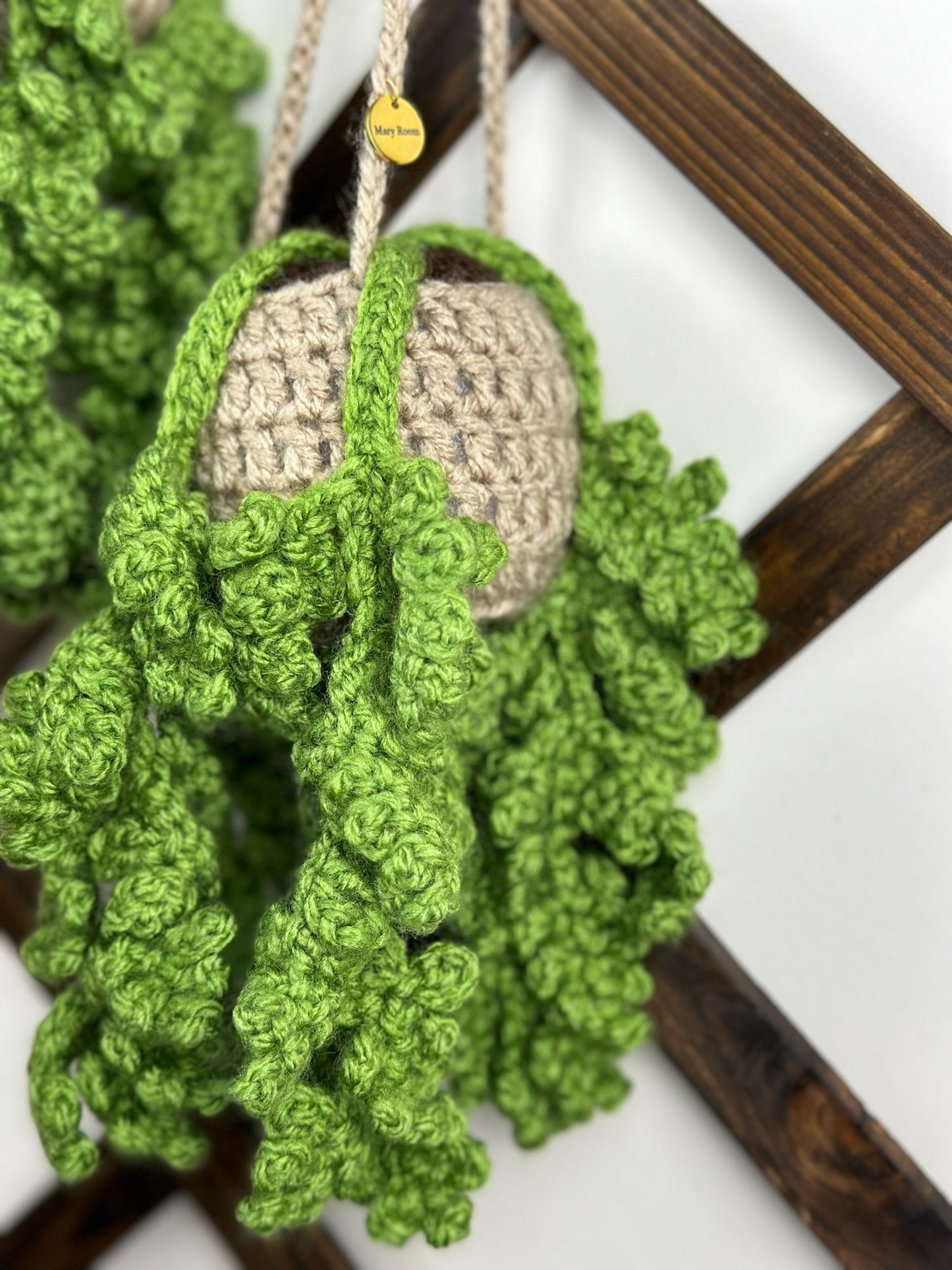 Fern Plant