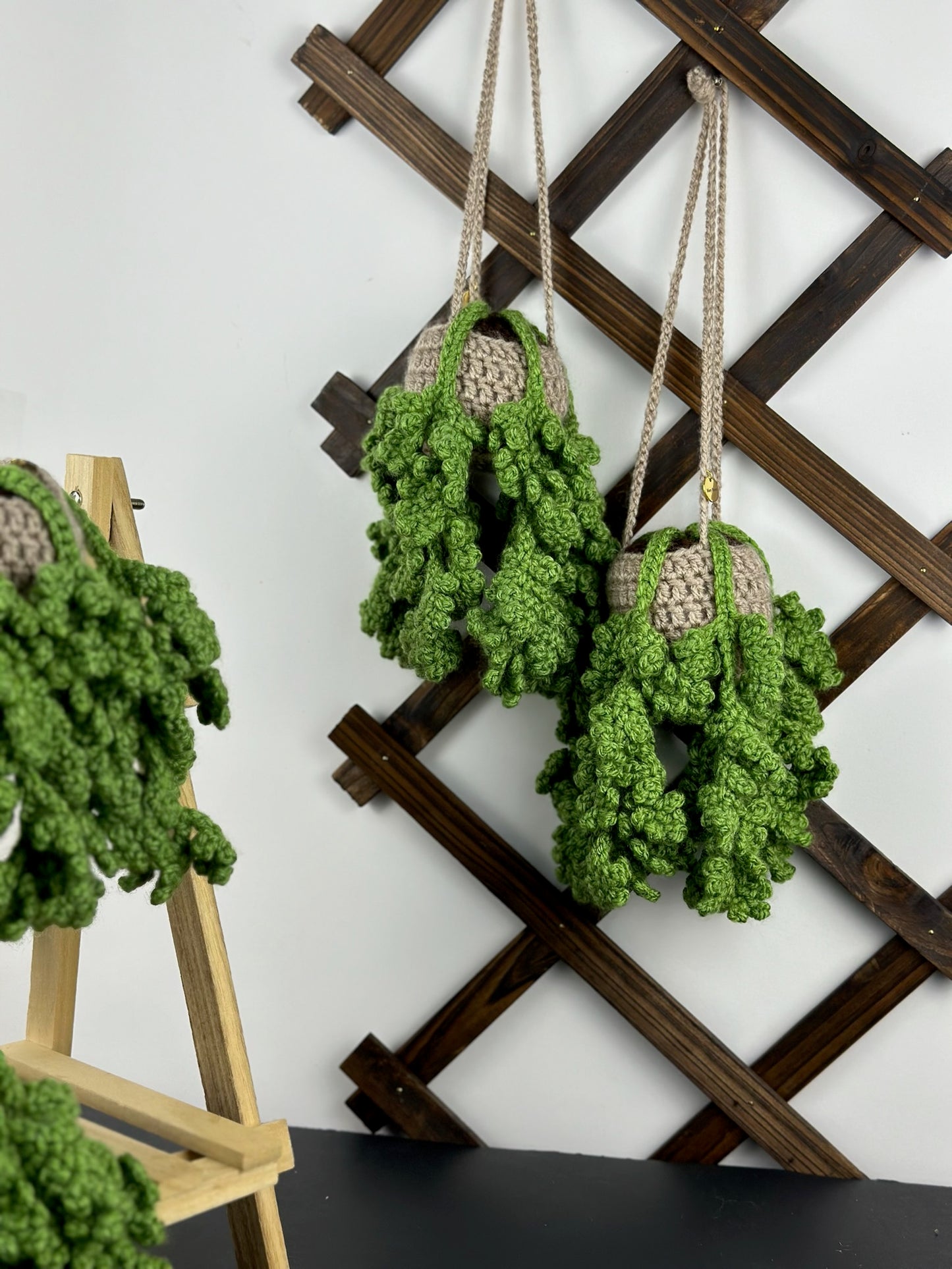 Fern Plant