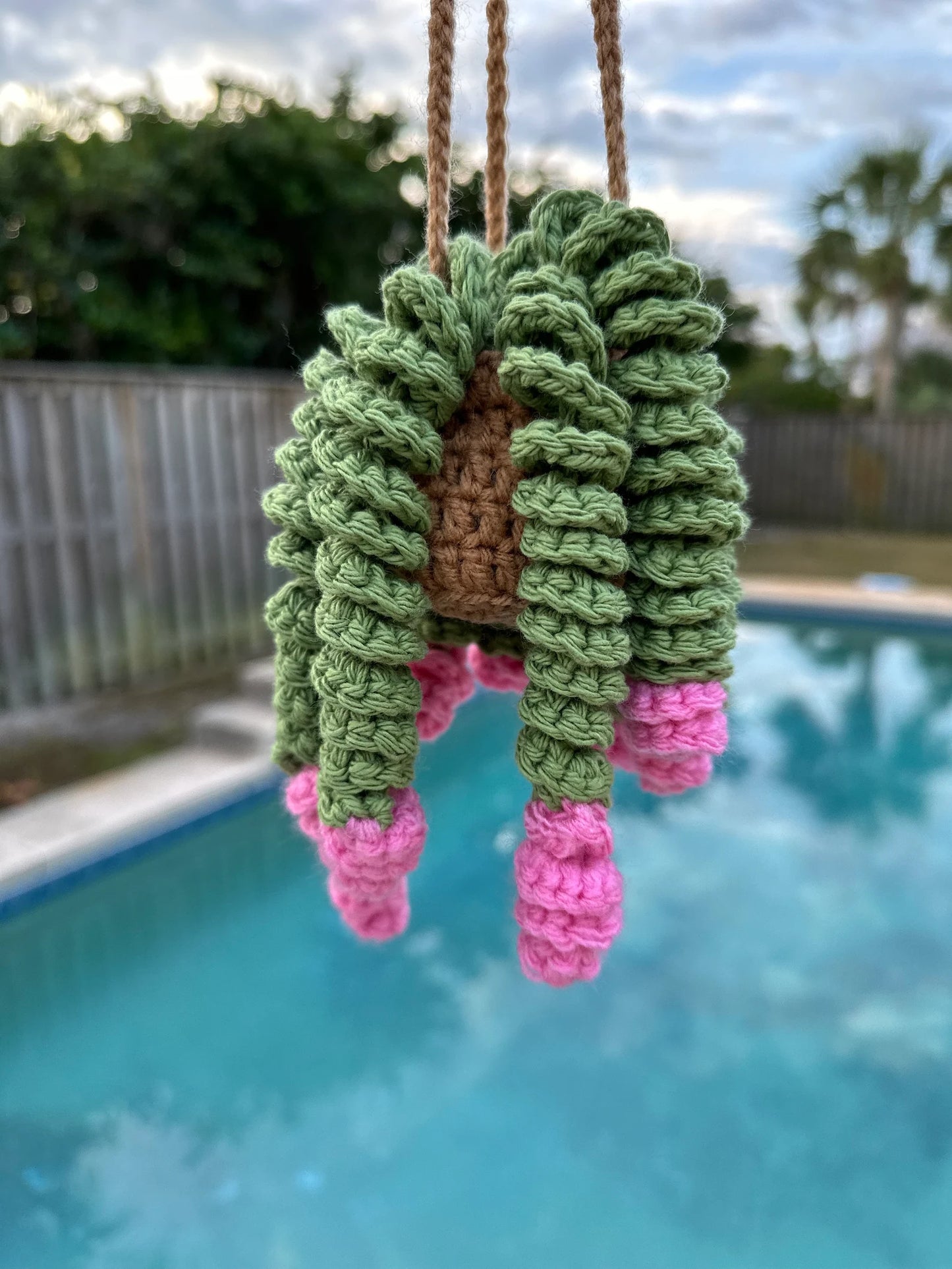Curly Plant