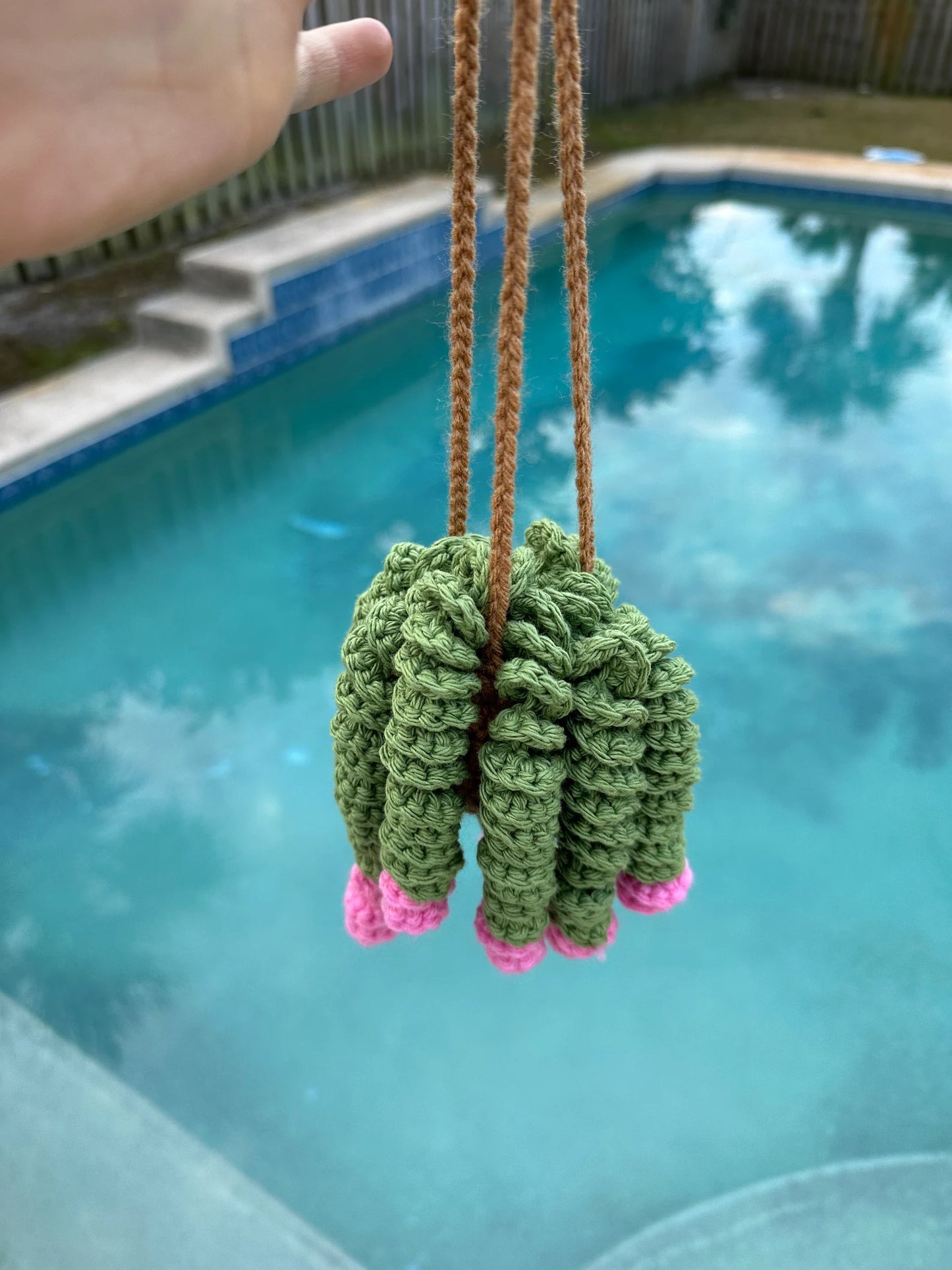 Curly Plant