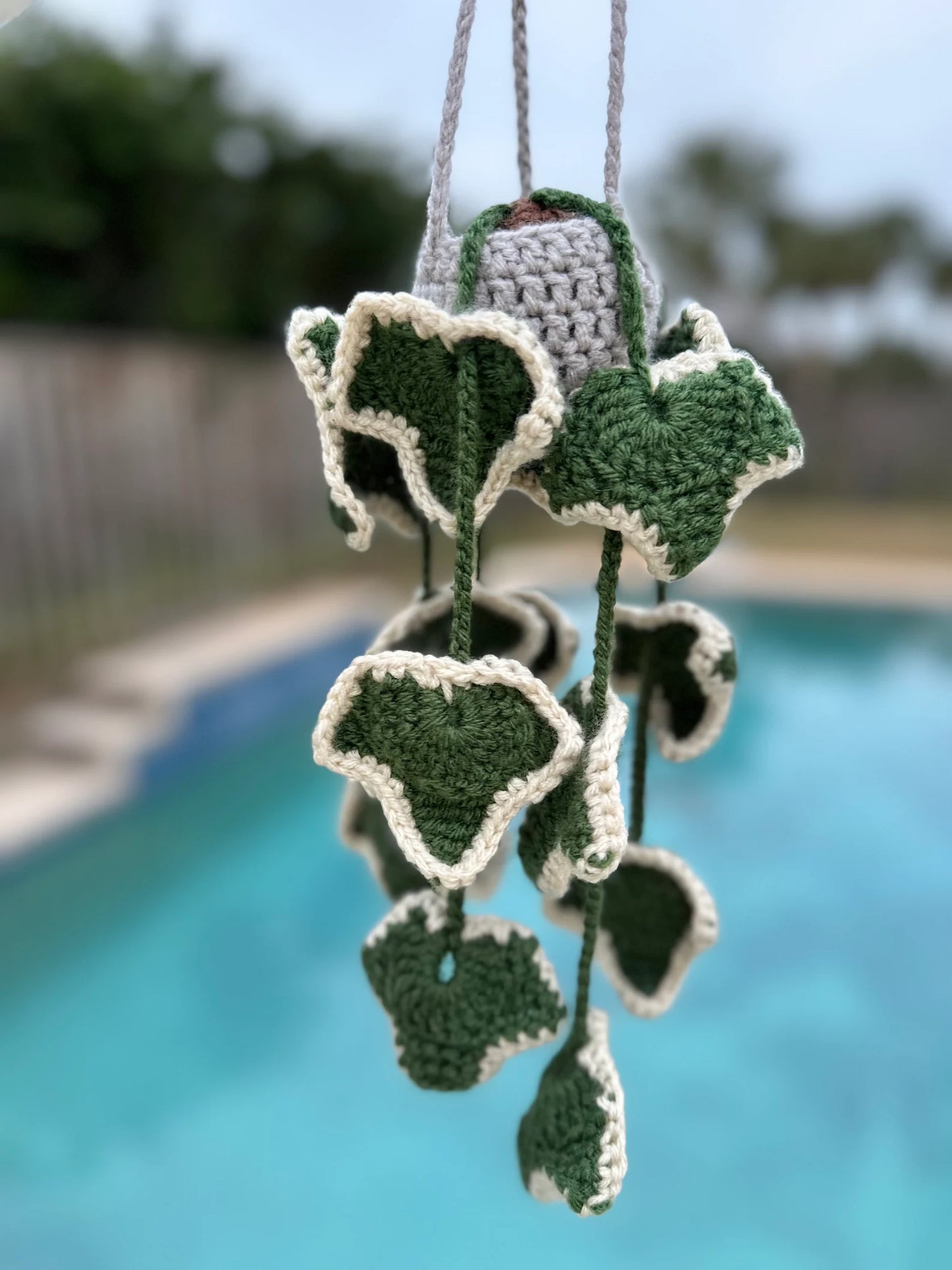Ivy Plant