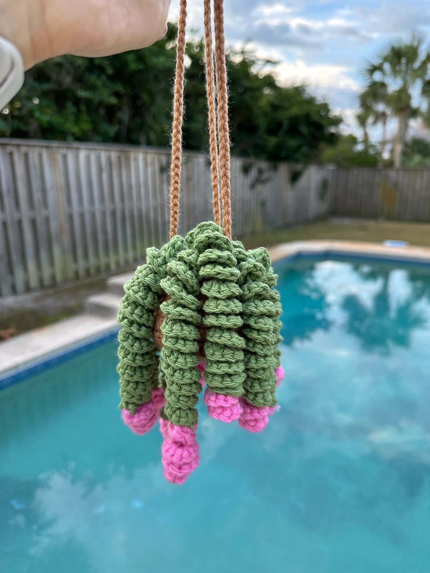 Curly Plant