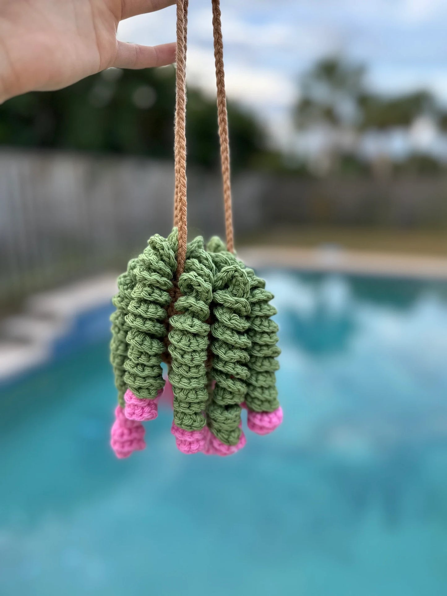 Curly Plant