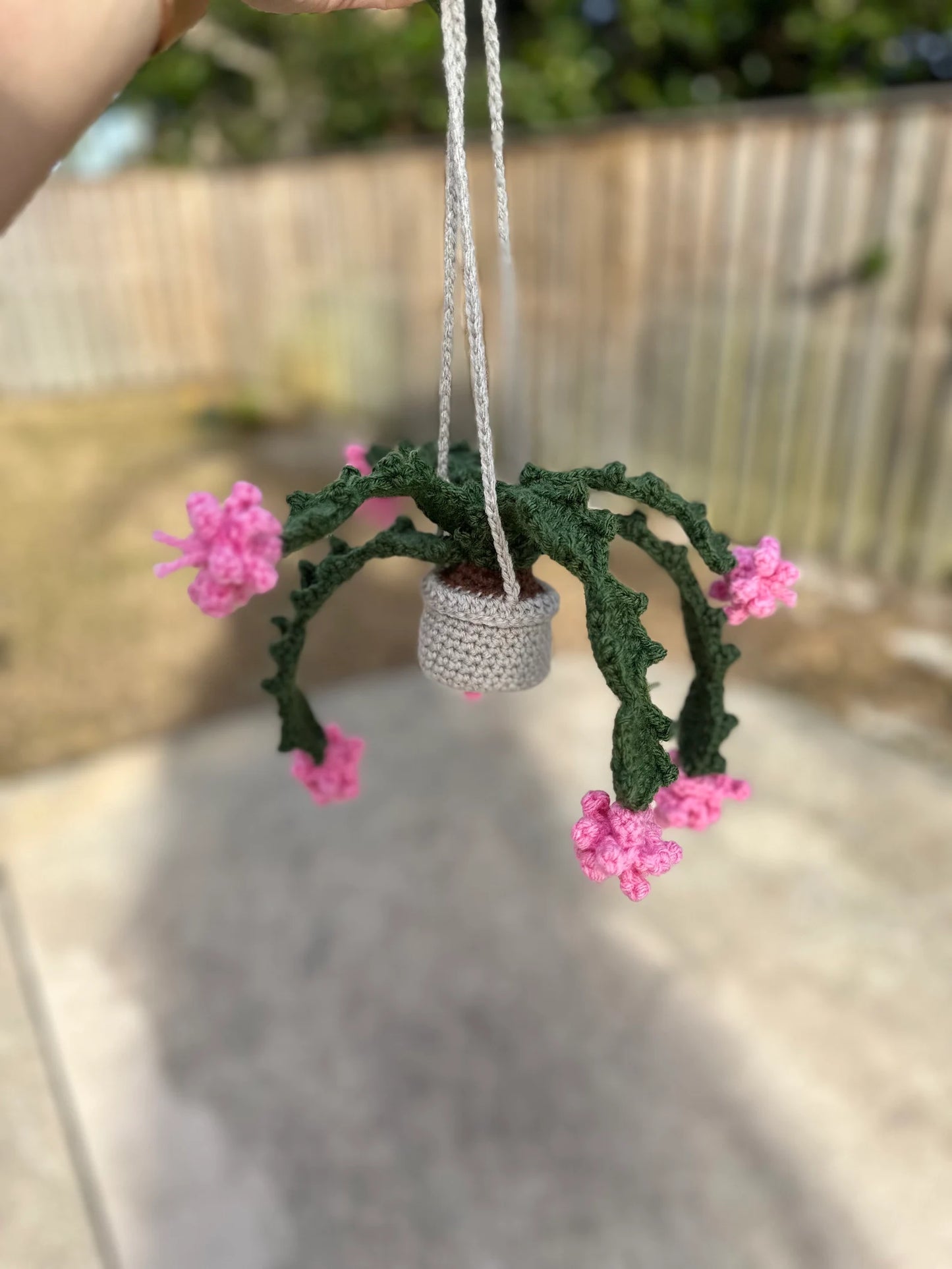 Christmas Cactus