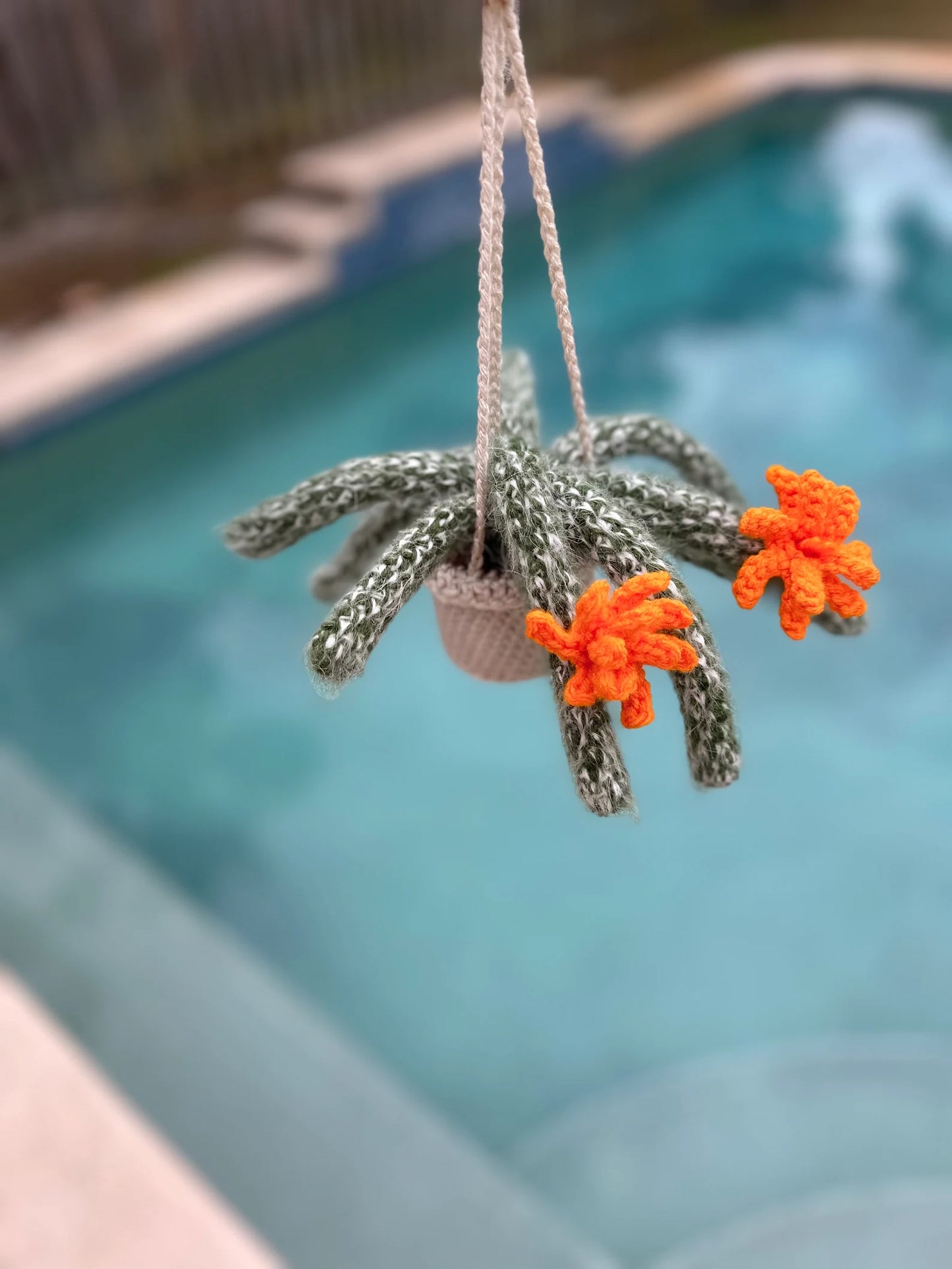 Fluffy Monkey Cactus