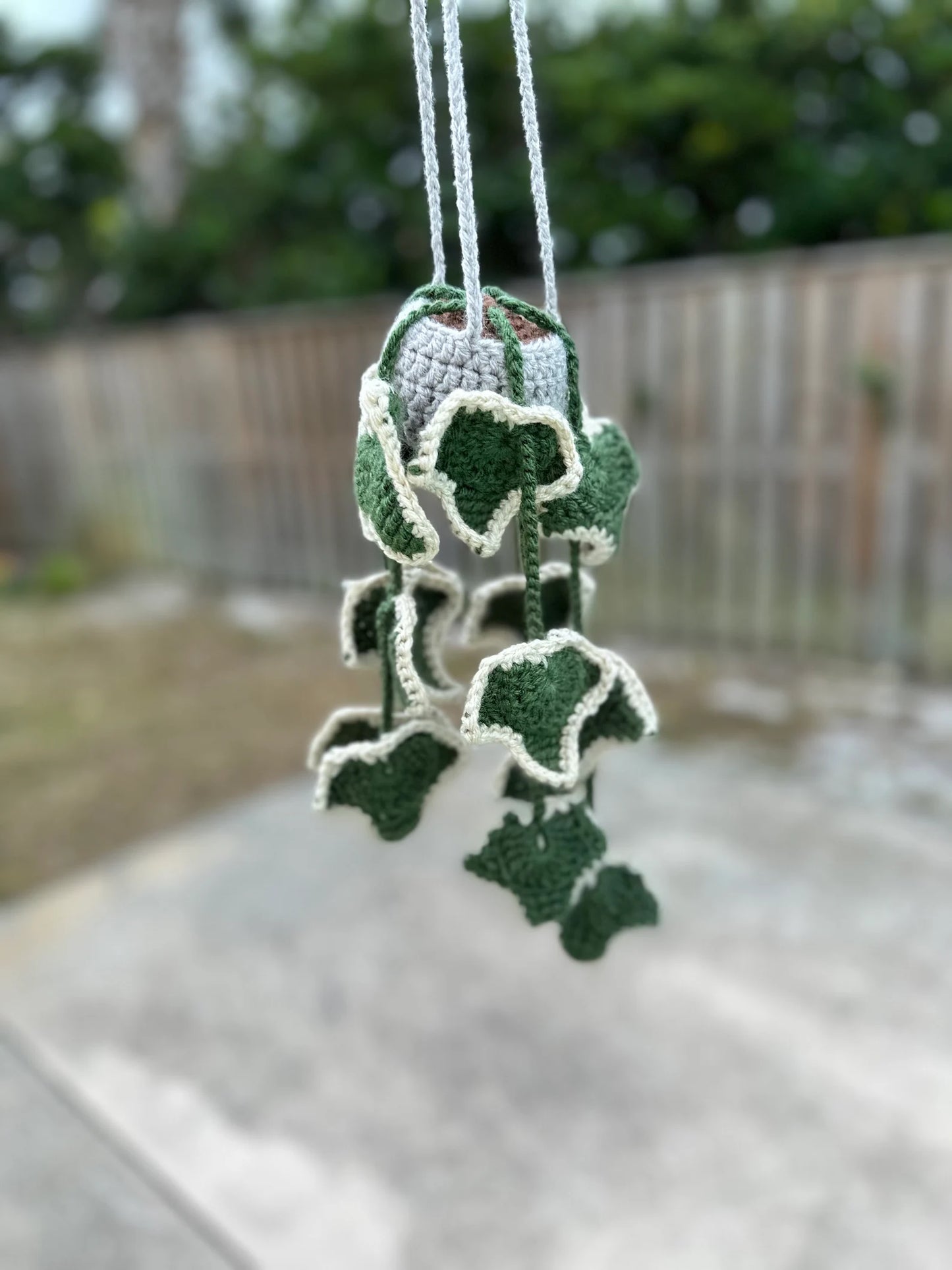 Ivy Plant