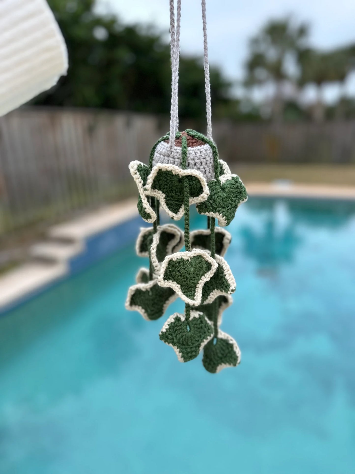 Ivy Plant