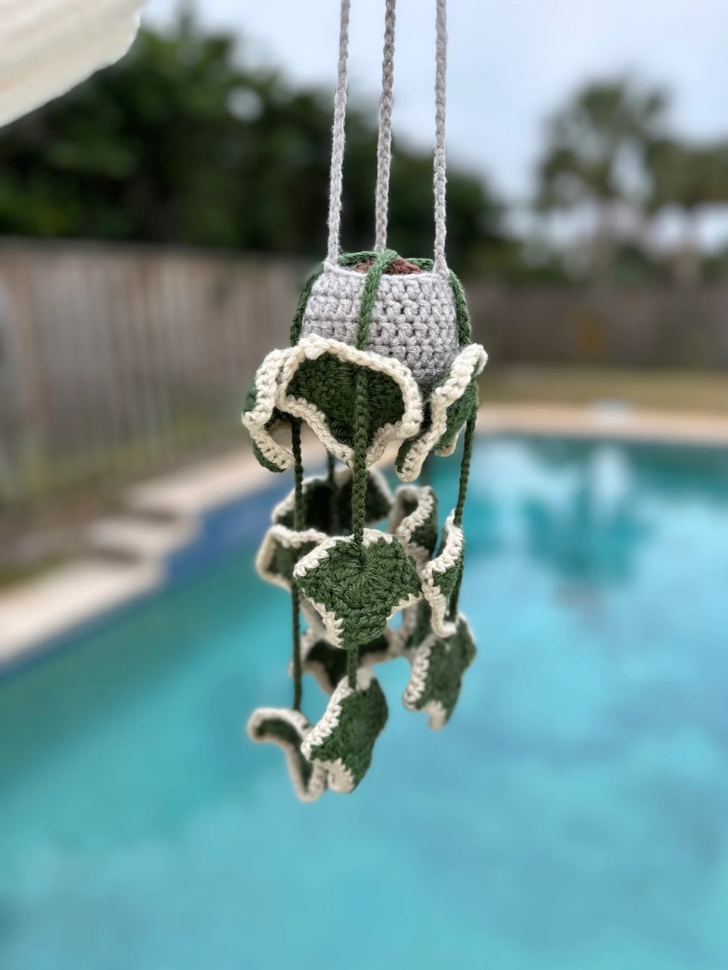 Ivy Plant