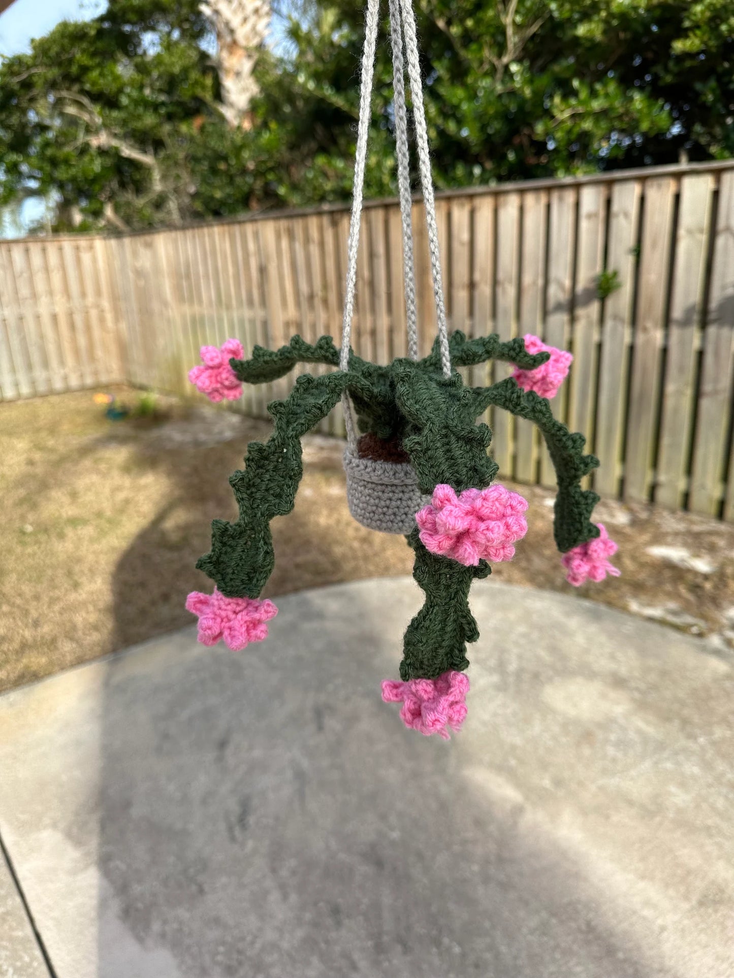 Christmas Cactus