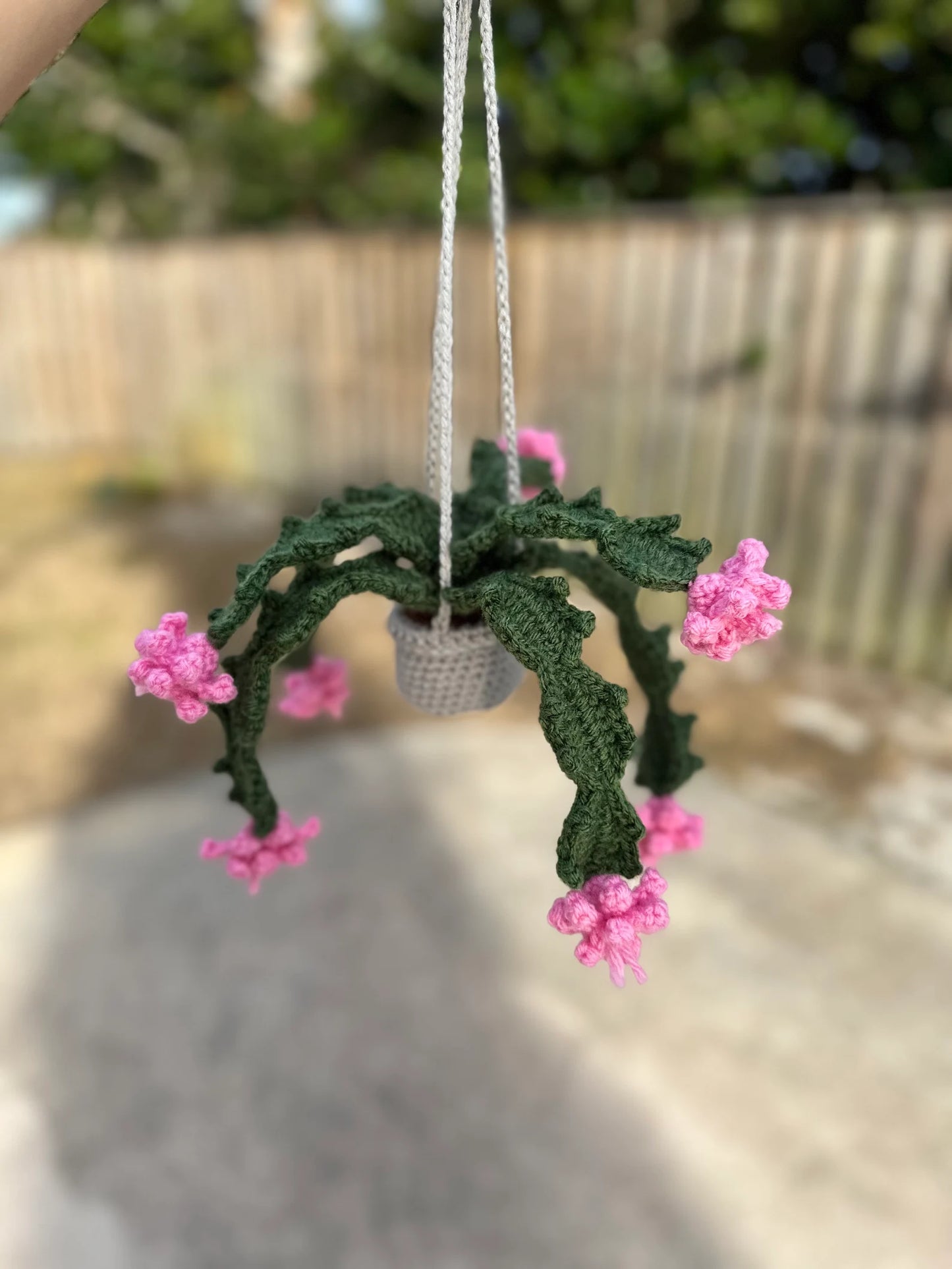 Christmas Cactus