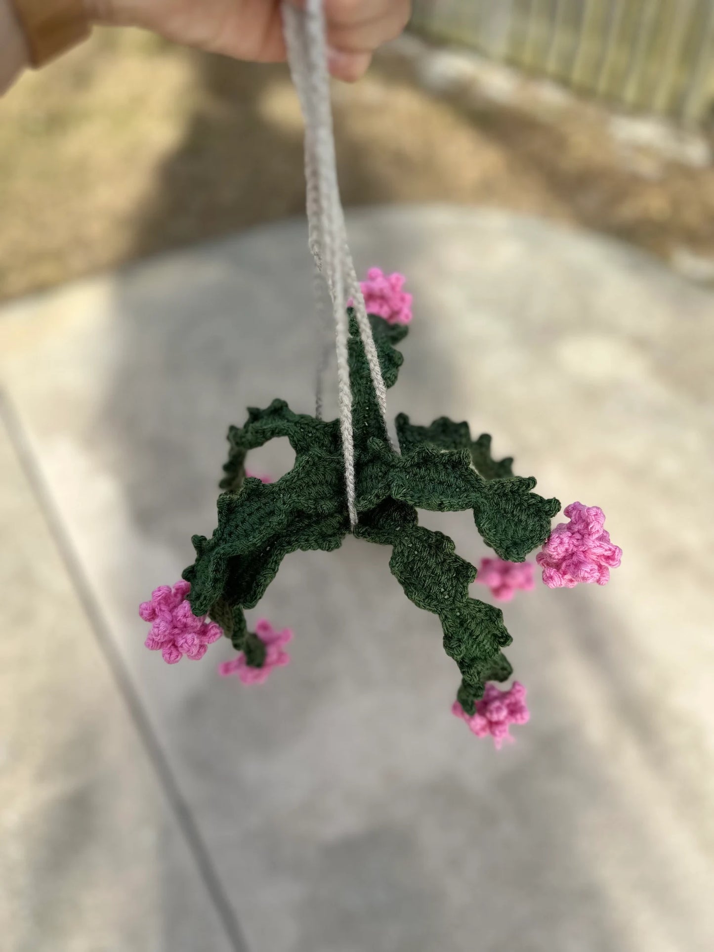 Christmas Cactus