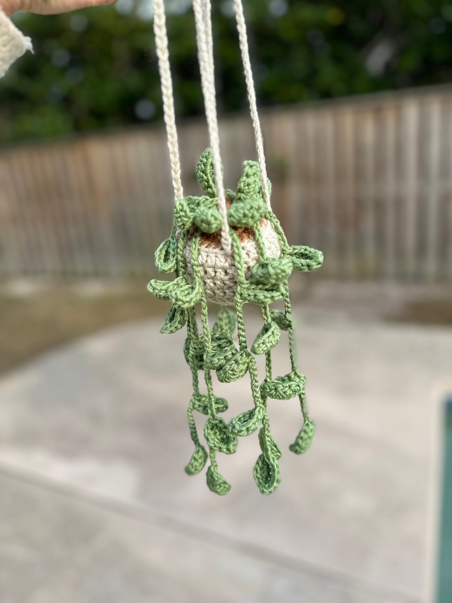 Hanging Plant