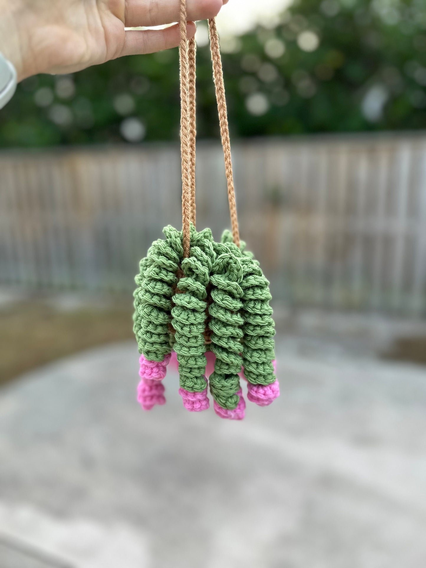 Curly Plant
