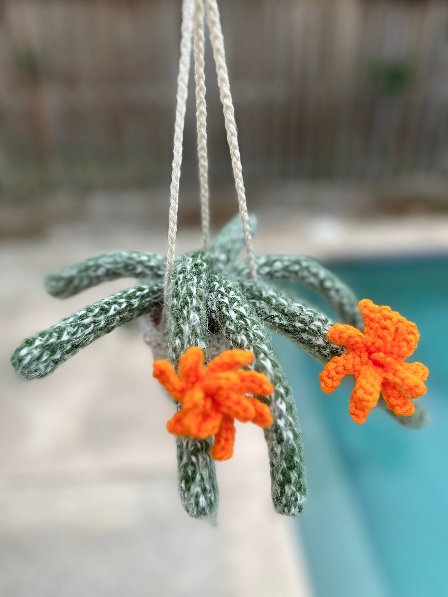 Fluffy Monkey Cactus
