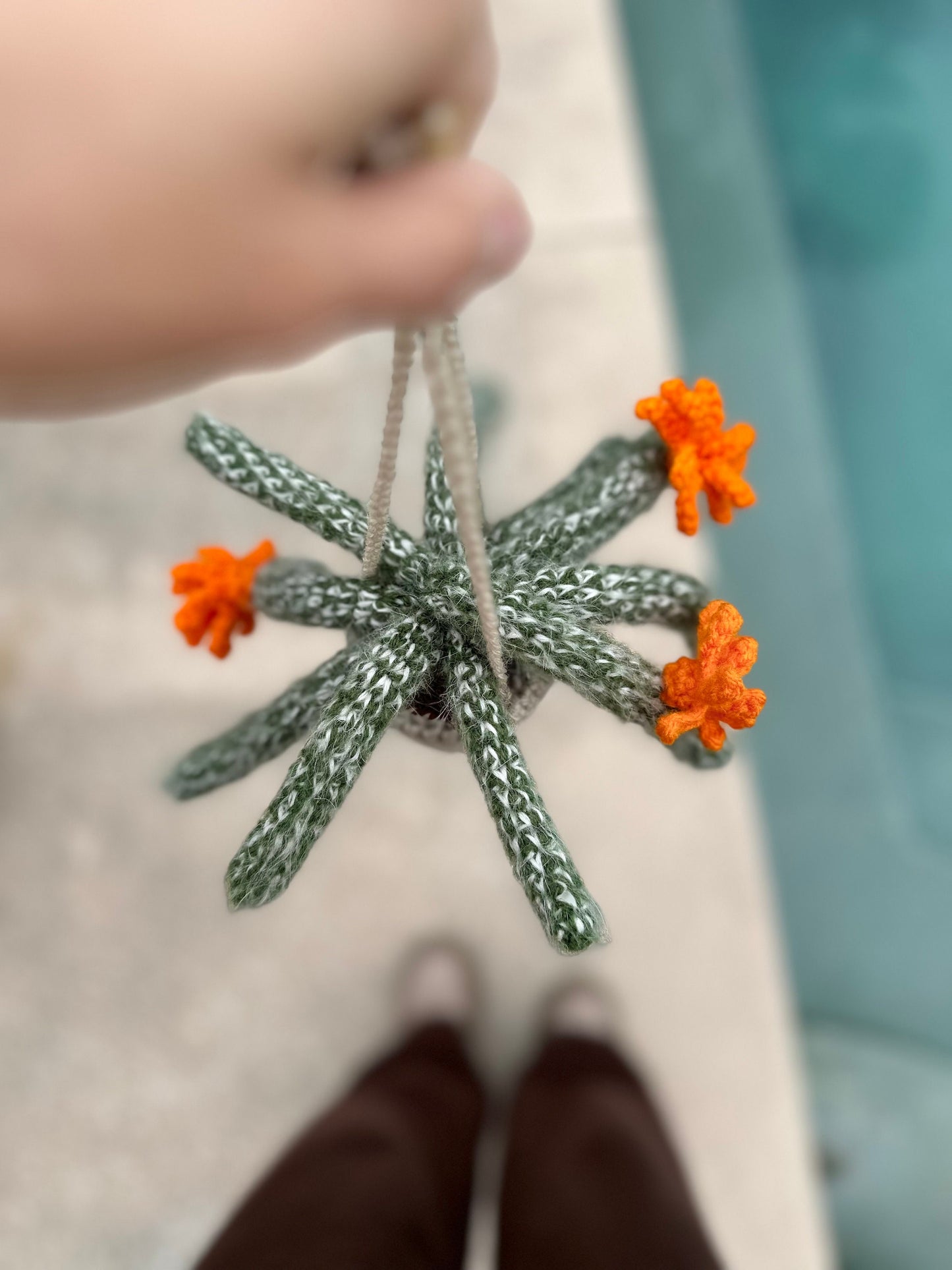 Fluffy Monkey Cactus