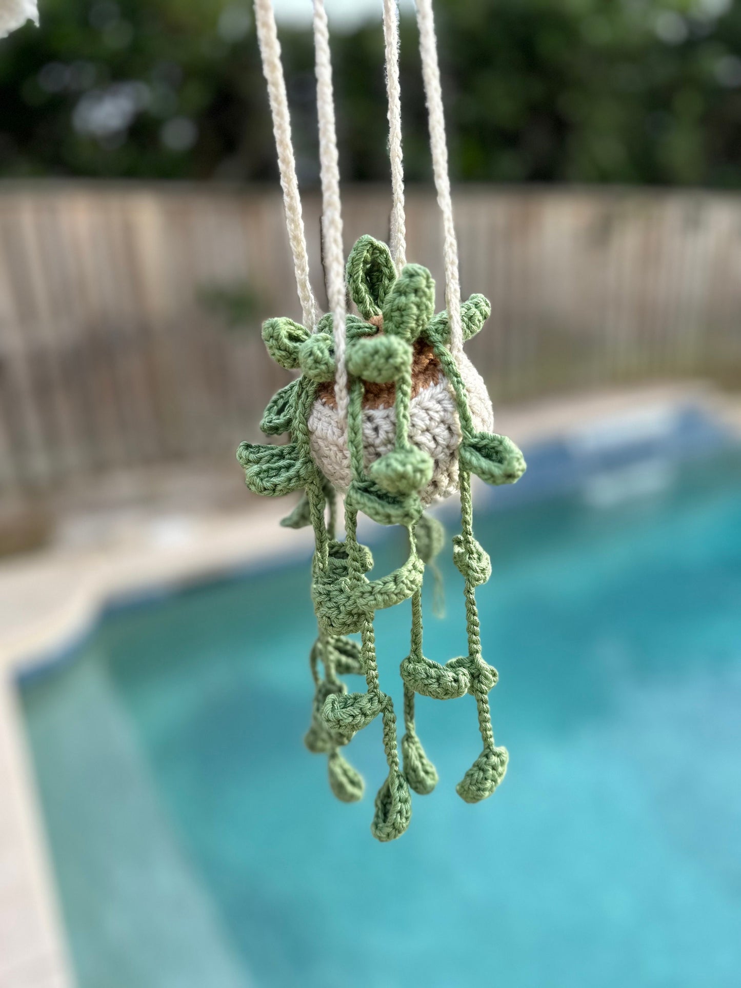 Hanging Plant