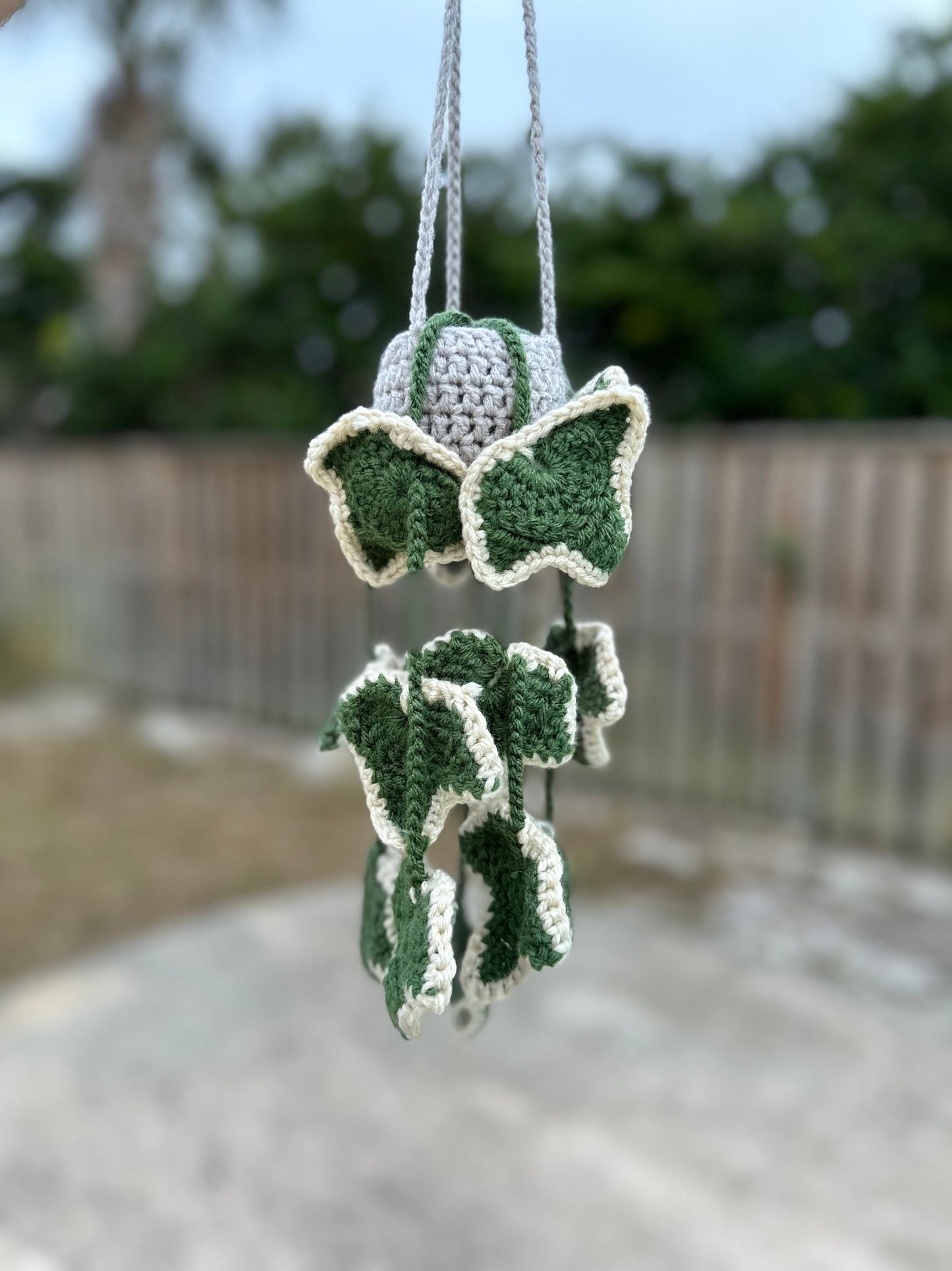 Ivy Plant