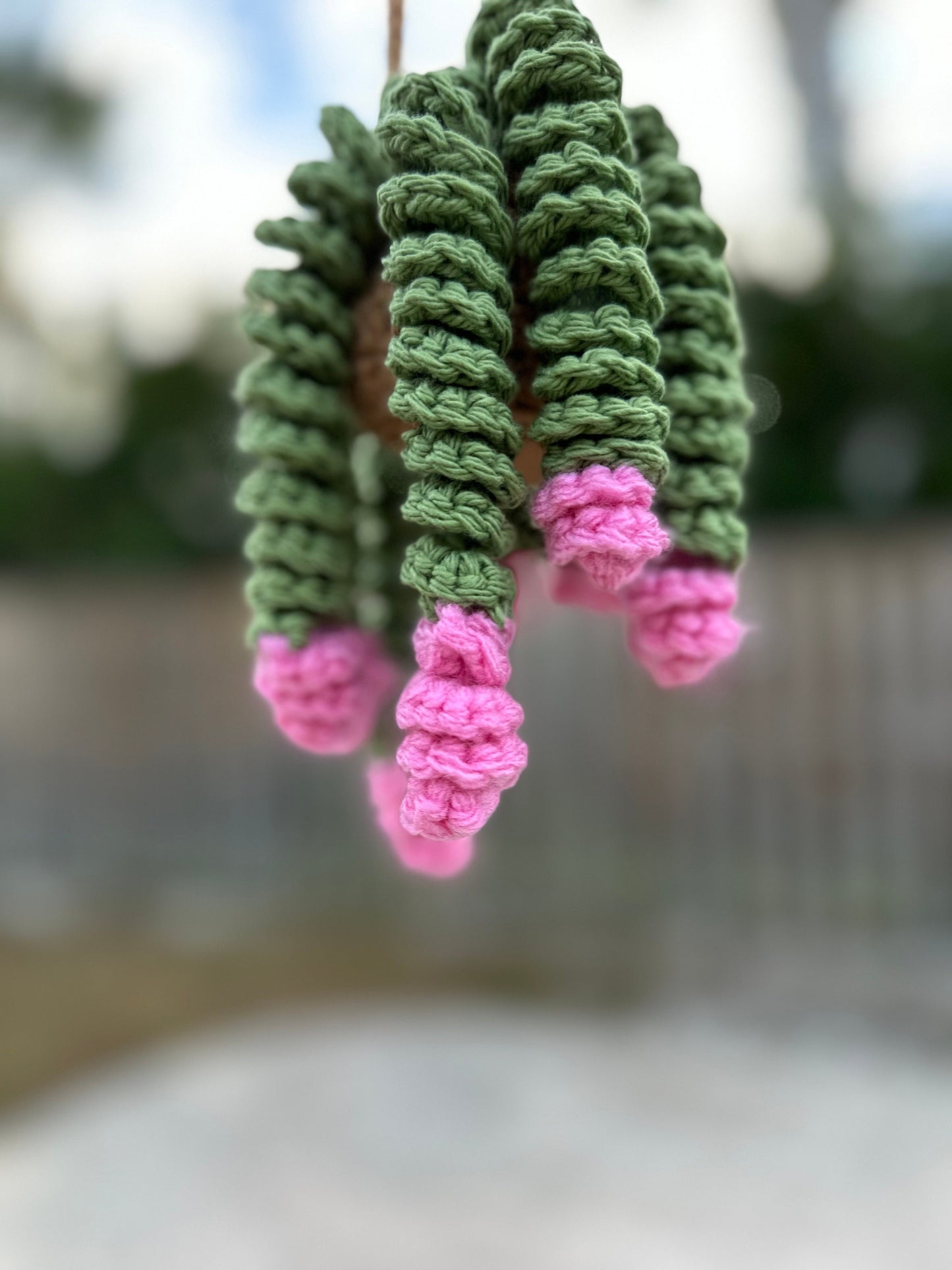 Curly Plant