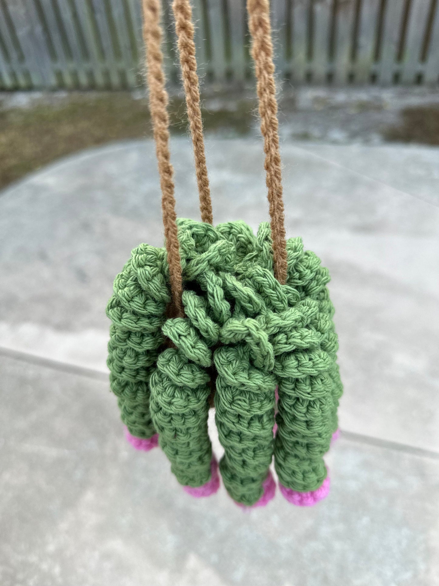Curly Plant