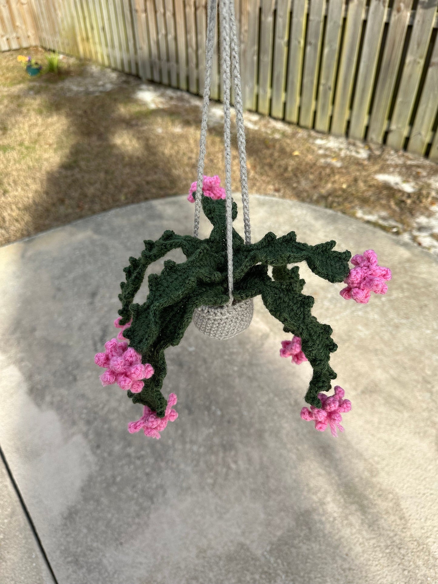 Christmas Cactus