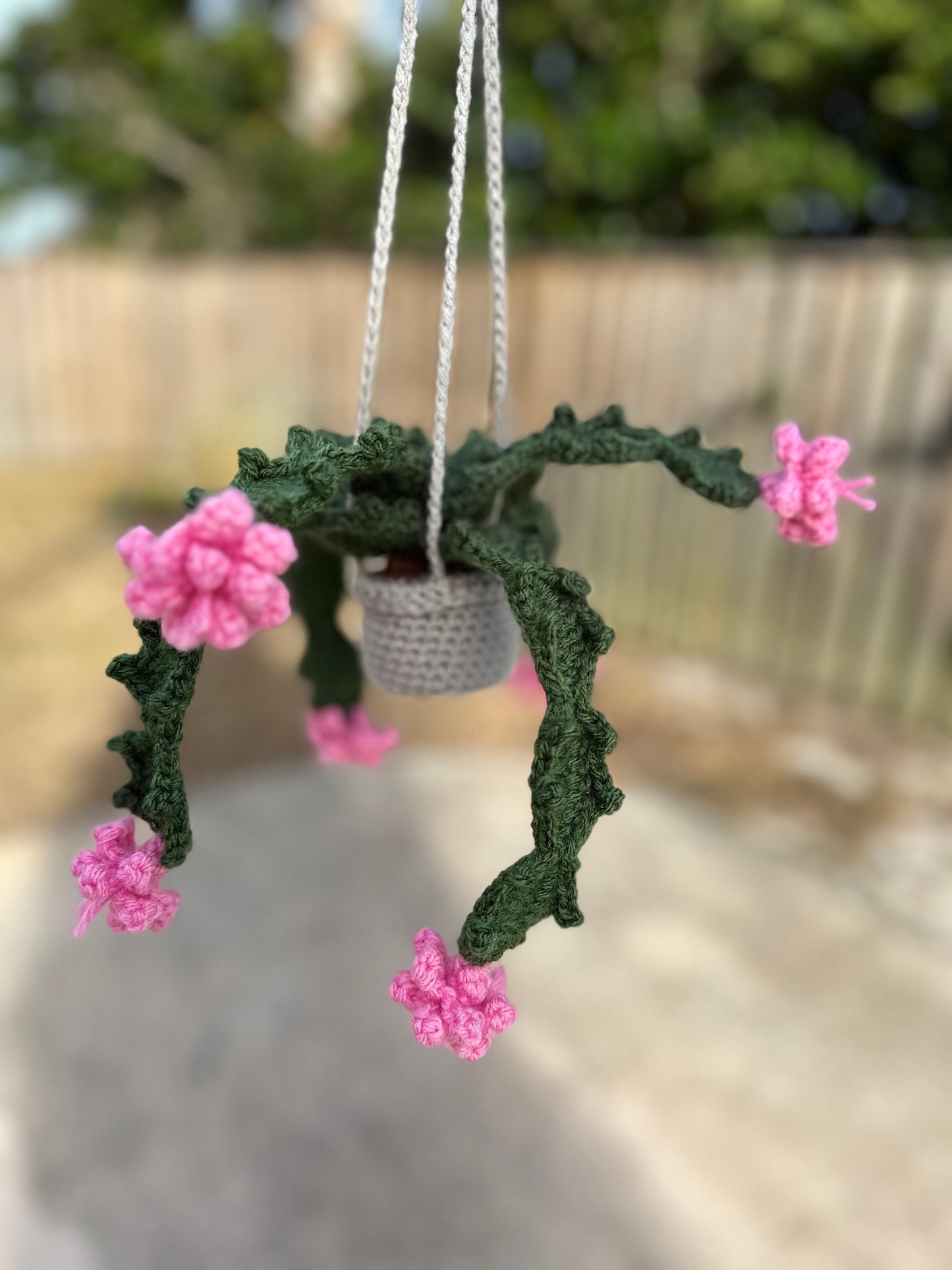 Christmas Cactus