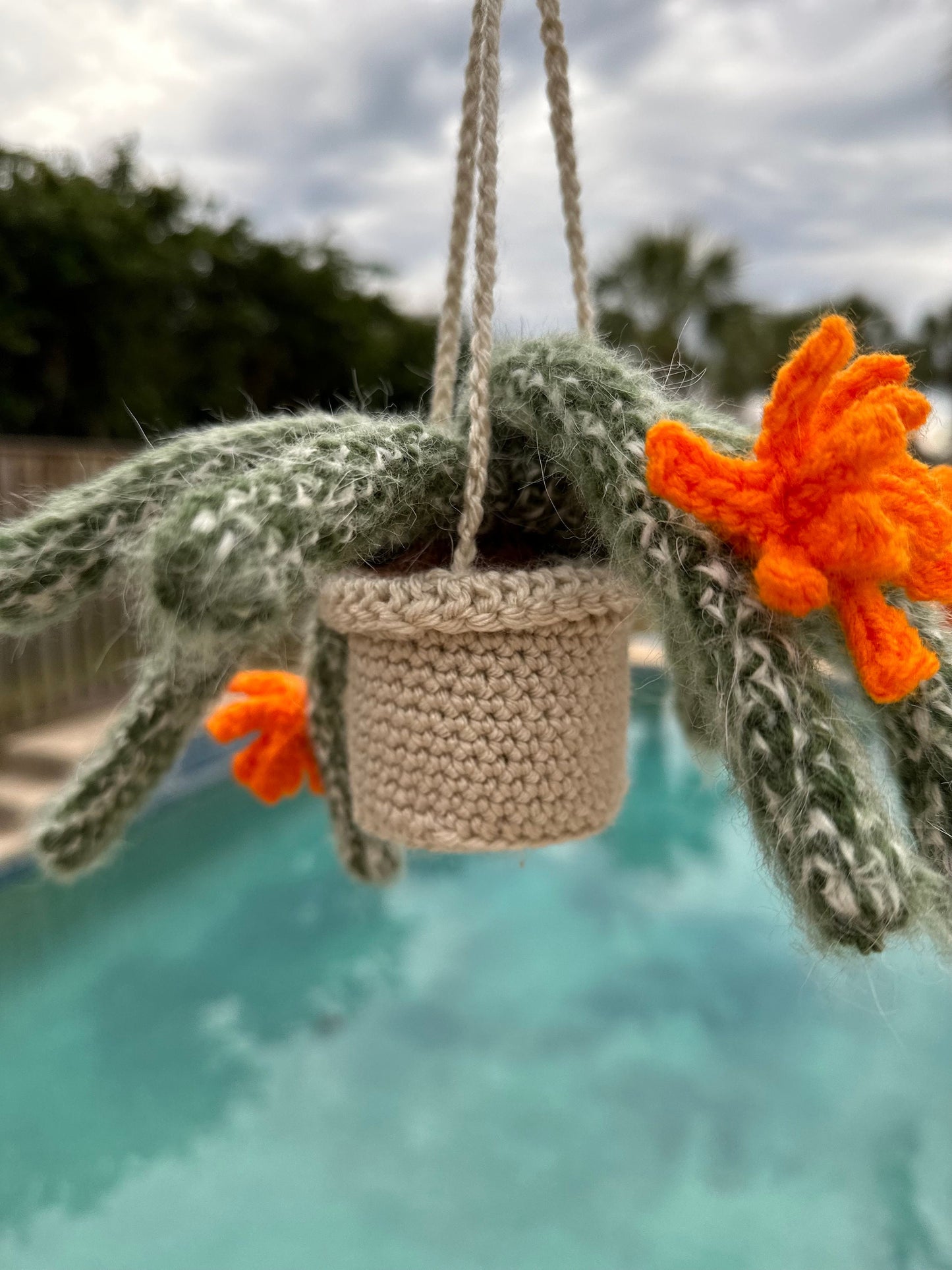 Fluffy Monkey Cactus