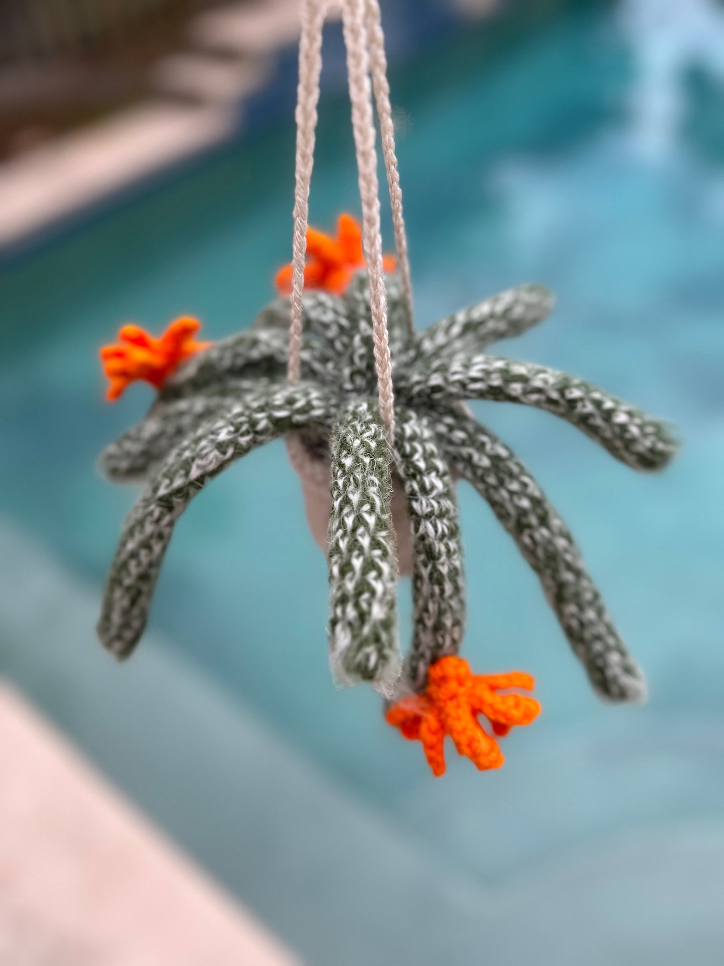 Fluffy Monkey Cactus