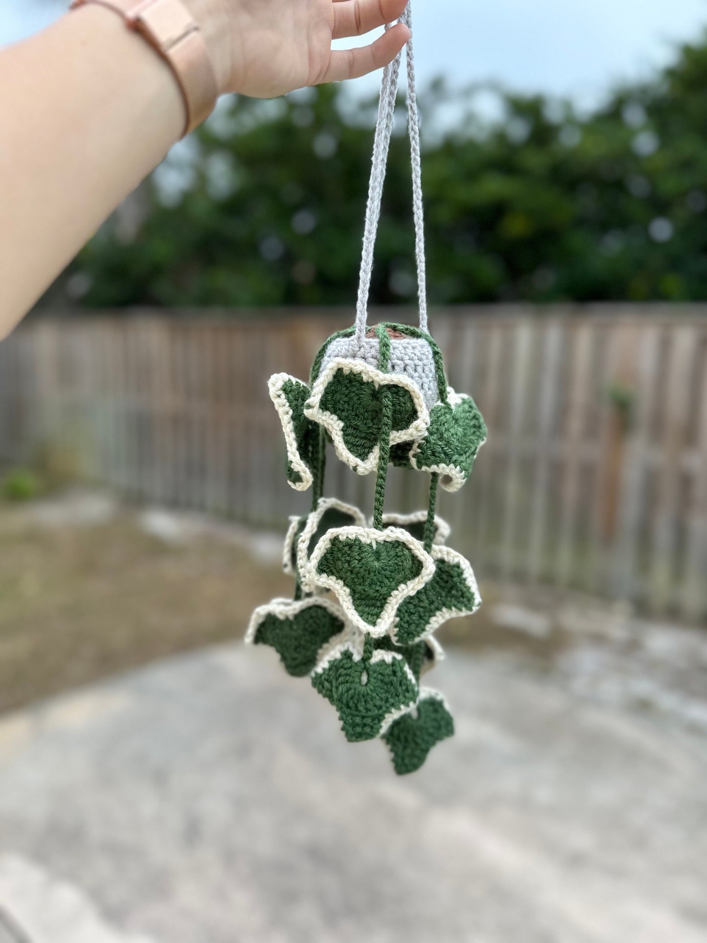 Ivy Plant