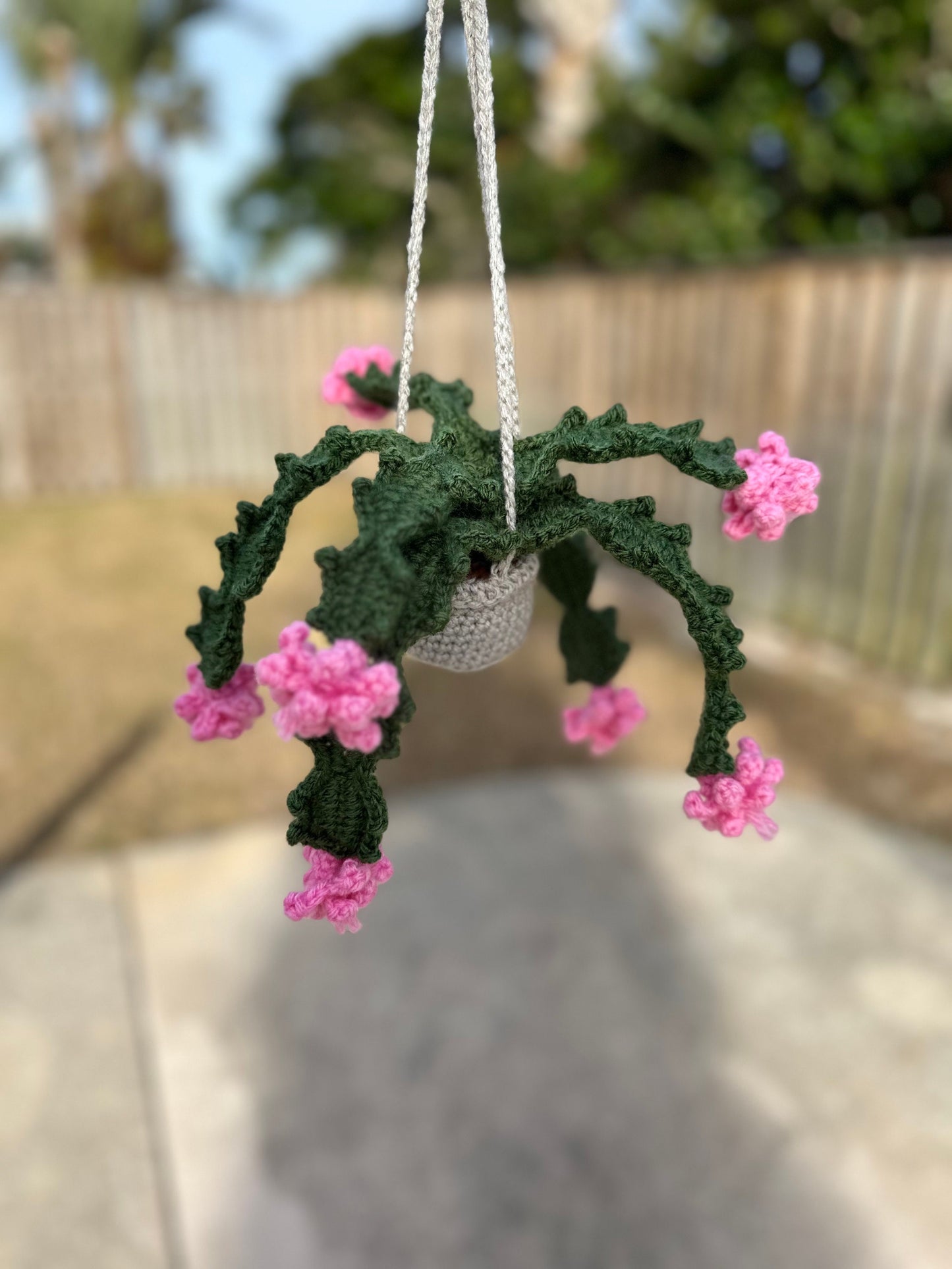 Christmas Cactus