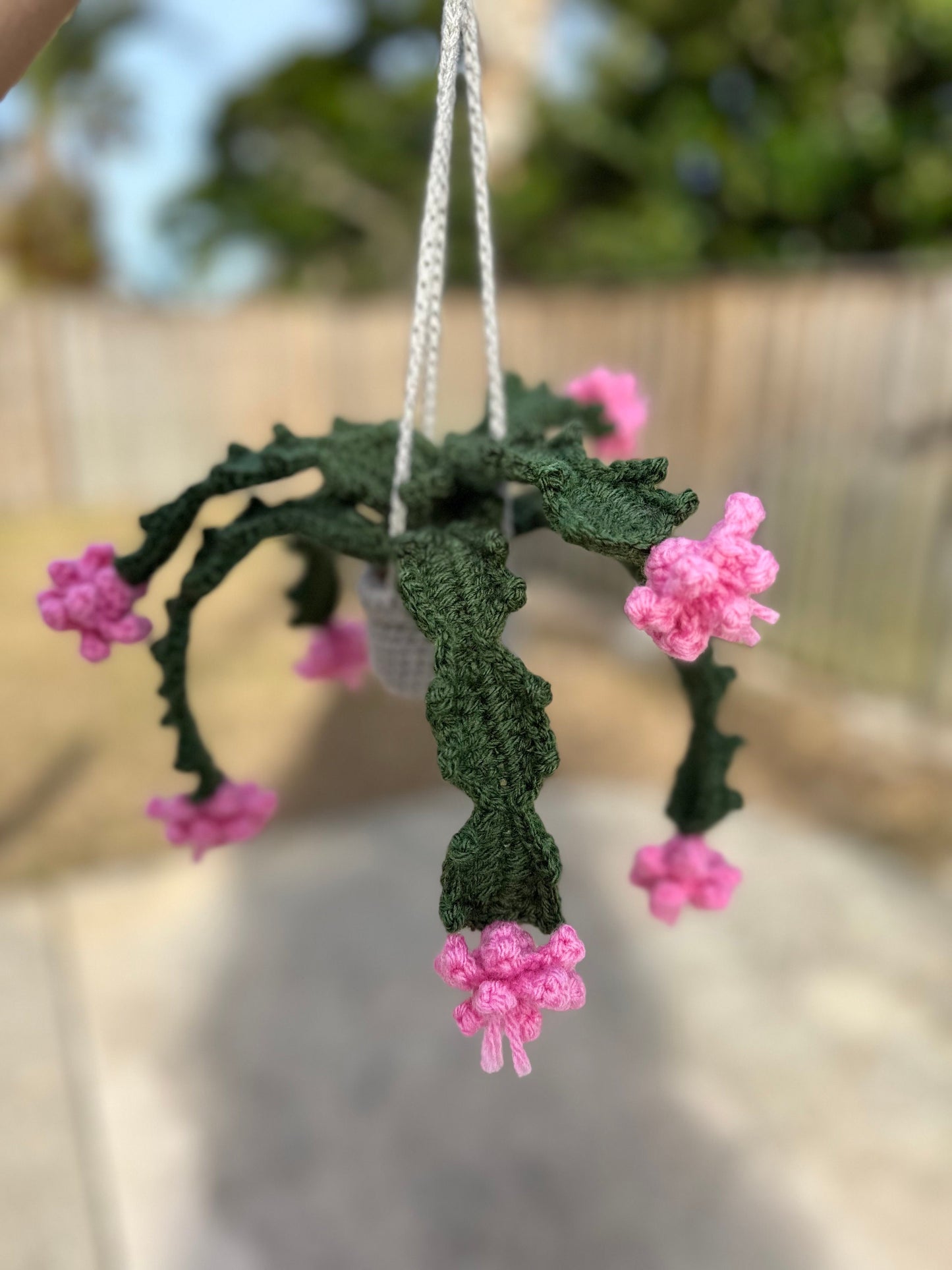 Christmas Cactus