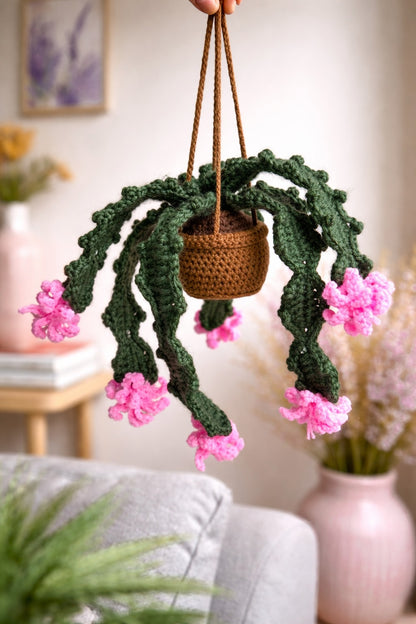 Christmas Holiday Cactus