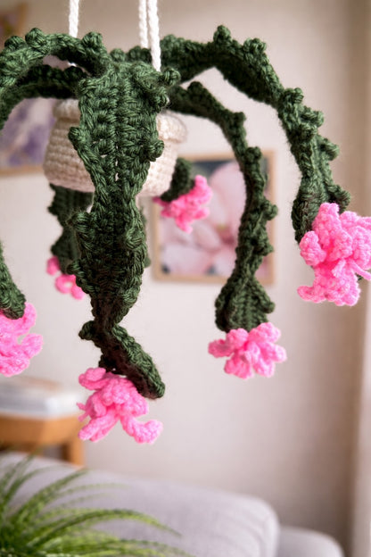 Christmas Holiday Cactus